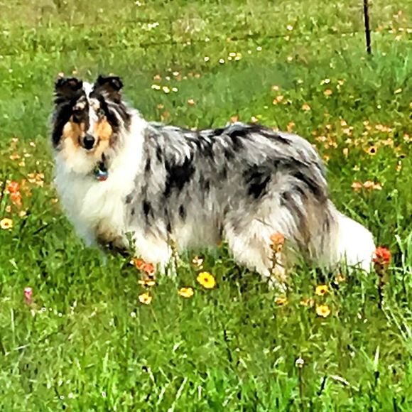 Meet your Posher, Bonnie blu - Picture 1 of 1